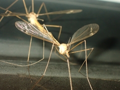 Platytipula