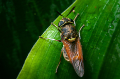 Hoplitimyia mutabilis