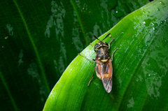 Hoplitimyia mutabilis