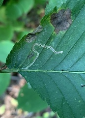 Stigmella apicialbella