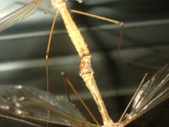 Platytipula