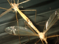 Platytipula