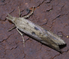 Acrolophus mortipennella