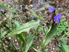Tradescantia subaspera