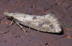 Acrolophus mortipennella
