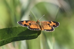 Phyciodes