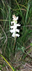 Spiranthes cernua