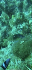 Hypoplectrus puella