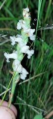 Spiranthes cernua