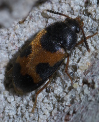 Mycetophagus punctatus