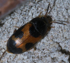 Mycetophagus punctatus