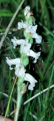 Spiranthes cernua