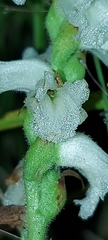 Spiranthes cernua