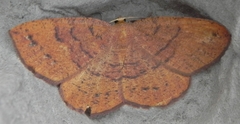 Apodrepanulatrix liberaria