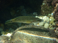Symphodus tinca