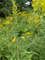 Rhopalomyia solidaginis
