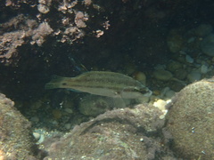 Symphodus tinca