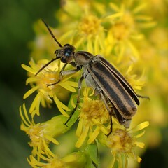 Tenebrionoidea