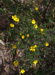 Hibbertia hypericoides hypericoides