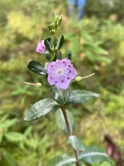 Kalmia