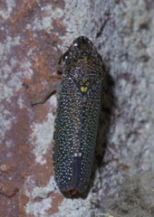 Paraulacizes irrorata