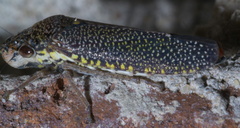 Paraulacizes irrorata