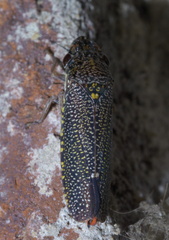 Paraulacizes irrorata