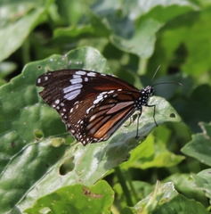 Danaus genutia