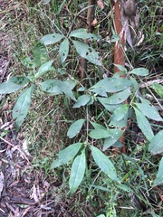 Prostanthera lasianthos