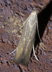 Spinitibia hodgesi