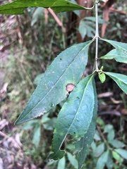 Prostanthera lasianthos
