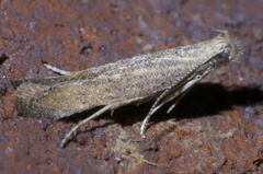 Spinitibia hodgesi
