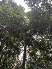 Cryptocarya triplinervis