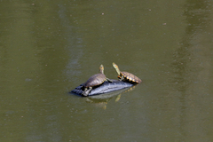 Trachemys hartwegi