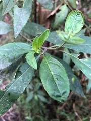 Prostanthera lasianthos