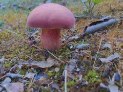 Baorangia bicolor