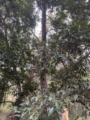 Cryptocarya triplinervis