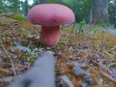 Baorangia bicolor