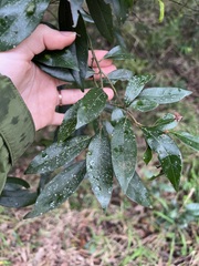 Cryptocarya triplinervis