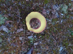 Baorangia bicolor
