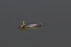 Trachemys hartwegi