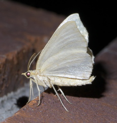 Eulithis