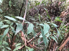 Prostanthera lasianthos