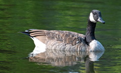 Branta canadensis
