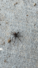 Latrodectus hesperus