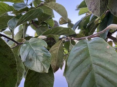 Alnus serrulata