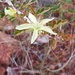 Corky Bark Caltrop - Photo (c) QuestaGame, some rights reserved (CC BY-NC-ND), uploaded by QuestaGame