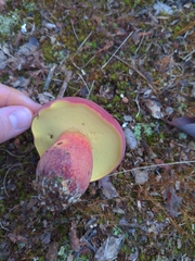 Baorangia bicolor