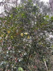 Glochidion ferdinandi