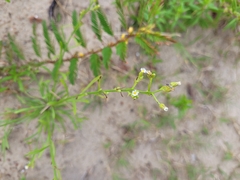 Symphyotrichum subulatum